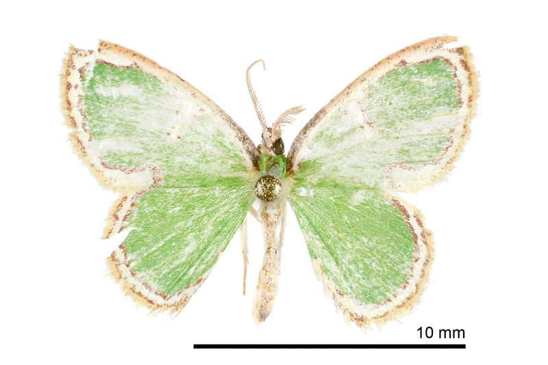 Comostola cedilla Male